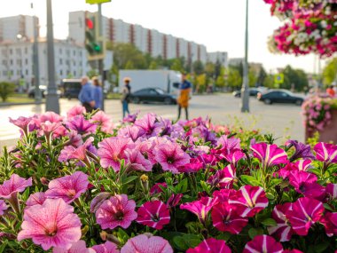 Şehir sokaklarındaki mor petunya çiçekleri üzerinde seçici bir odak noktası yol boyunca giden bulanık insanların ve arabaların arka planına karşı. Güneşli bir günde şehir caddesi. Boşluğu kopyala