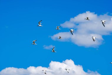 Kümülüs bulutlarının arka planında mavi gökyüzünde uçan martı sürüsü. Güneşli bir yaz gününde sevimli vahşi kuşlar