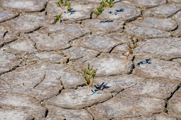 在干枯裂开的土地上孤独地生长着矮小的绿色芽.天然马赛克是由盐渍土壤的裂缝造成的。死亡的天性干旱。背景和质地。复制空间 — 图库照片