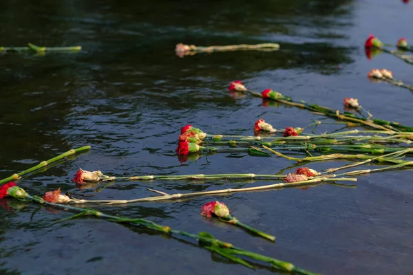 Punaiset kuihtuneet neilikat makaavat märkäkiven pinnalla. Kuolleet kukat heijastuvat vedessä. Ajatus, että kaikki kulkee — kuvapankkivalokuva