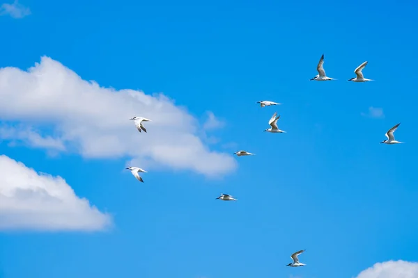 A flock of sea gulls flying in the blue sky against the background of cumulus clouds. Lovely wild birds on a sunny summer day