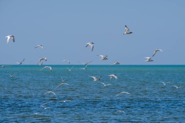 Mavi denizin üzerinde bulutsuz bir gökyüzünde uçan bir martı sürüsü. Güneşli bir yaz gününde doğal ortamlarında özgür yabani kuşlar.