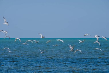 Mavi denizin üzerinde bulutsuz bir gökyüzünde uçan bir martı sürüsü. Güneşli bir yaz gününde doğal ortamlarında özgür yabani kuşlar..