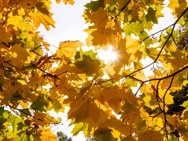 Bright sunbeams shine through the yellow maple leaves. Wonderful autumn weather in October. The foliage of the trees is painted in golden shades.