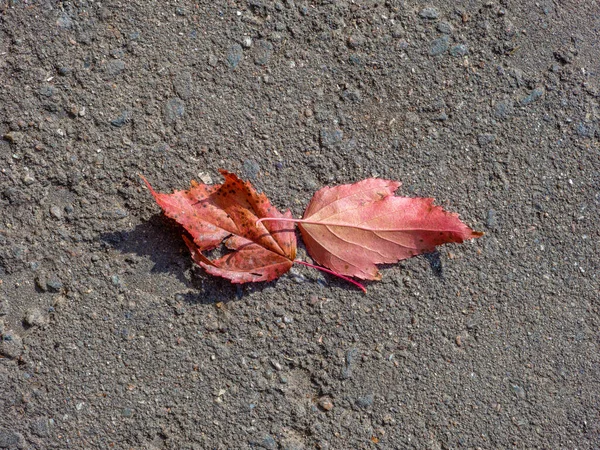 아스팔트 표면에 똑같은 잎사귀가 위에서 내려다 보이고 떨어진다 스러운 — 스톡 사진