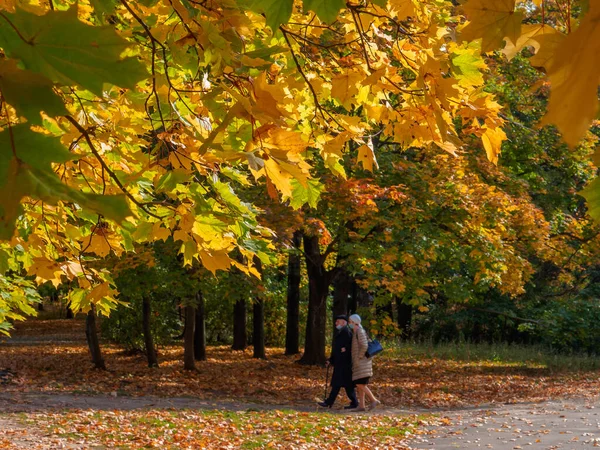 Moscow Russia October 2020 Selective Focus Bright Multicolored Maple Leaves — Stock Photo, Image