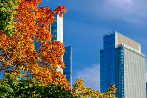 Enfoque Selectivo Hojas Arce Naranja Brillante Sobre Fondo Cielo Azul —  Fotos de Stock