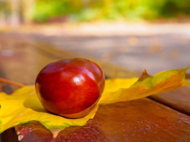 Parlak kahverengi bir kestane fındığı bankta sarı bir akçaağaç yaprağının üzerinde yatar. Güneşli sıcak sonbahar günü. 