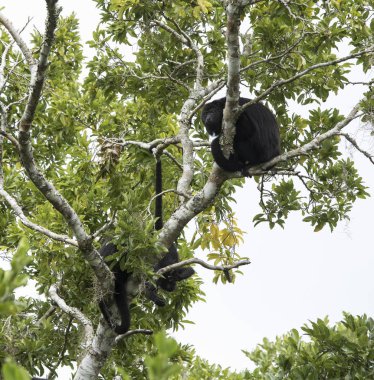 Uluyan maymun Yucatan Yarımadası Meksika ağaçta.