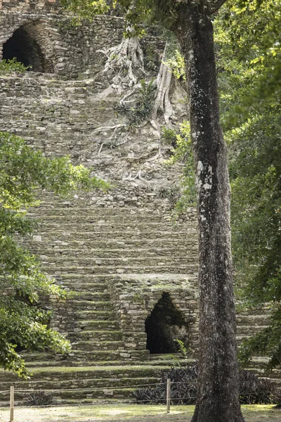Докладне Подання Зарослих Майя Храму Dzibanche Кінтана Роо Мексика — стокове фото