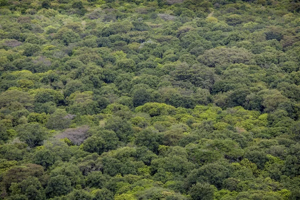 Aerial View Rain Forest Ethiopia — Stock Photo, Image