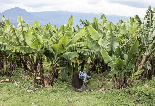 Arba Minch Ethiopia October 2018 Unidentified Woman Works Banana Plantation — Stock Photo, Image