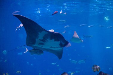 jones gap devlet parkı, seçici odak