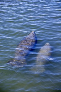 Florida manatee ve buzağı yüzey