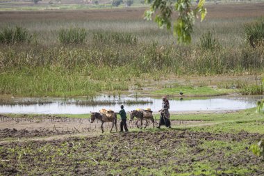 Harar, Etiyopya-21 Nisan 2015: Tanımlanamayan çiftçi ve çocuk, Etiyopya'nın Harar kenti yakınlarındaki yemyeşil tarım arazilerinden mal taşımak için eşek kullanıyor
