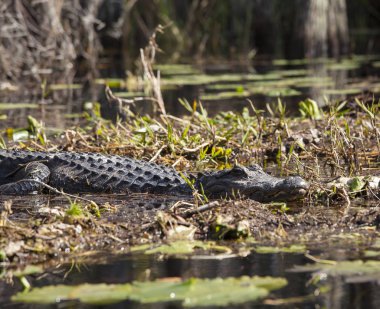Crystal River doğal ortamda Amerikan timsahı, Narenciye County, Florida, Abd