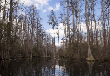Crystal River yakınlarındaki göl suyunda yüksek ağaçlar ile doğal sular altında ormanlık, Narenciye County, Florida, Abd