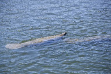 Crystal River doğal ortamda yüzen denizyeler, Narenciye County, Florida, Abd