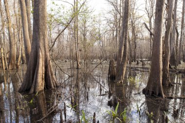 Crystal River yakınlarındaki göl suyunda yüksek ağaçlar ile doğal sular altında ormanlık, Narenciye County, Florida, Abd