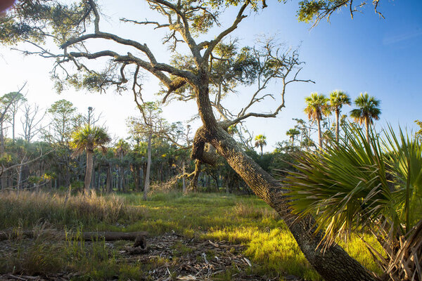 Лесные деревья и зеленый травянистый луг в парке Hunting Island State Park Южная Каролина, США
