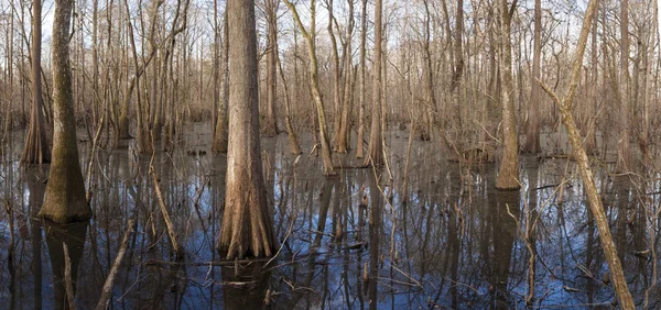 Cypress Vådområder Suwanee Floden Florida - Stock-foto