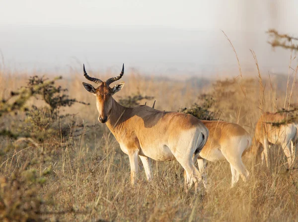 Hartebeest Antelopes Grazing Grassland Kenya Africa — Stock Photo, Image