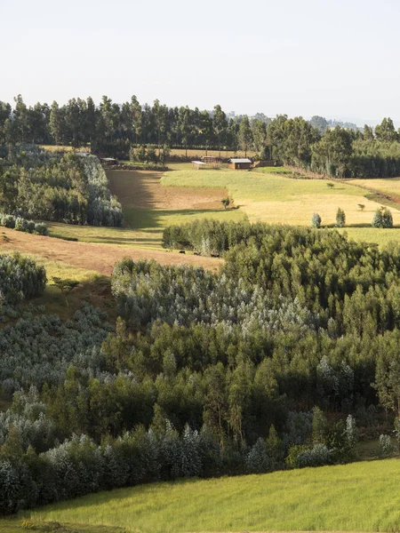 Gårdar Skog Och Bondgård Landsbygden Etiopien — Stockfoto