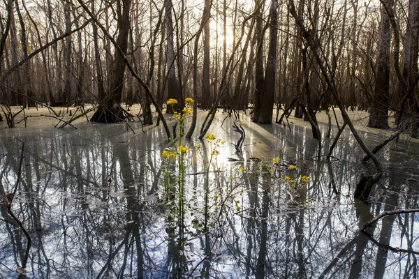 Bosque Natural Inundado Con Árboles Altos Agua Del Lago Cerca —  Fotos de Stock