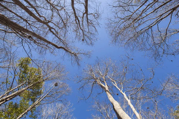 Радіальний Візерунок Дерев Блакитним Небом Взимку — стокове фото