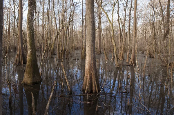 Natürliche Überflutete Wälder Mit Hohen Bäumen Seewasser Der Nähe Von — Stockfoto