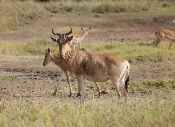 Hartebeest Antilopen Grazen Het Grasland Van Kenia Afrika — Stockfoto