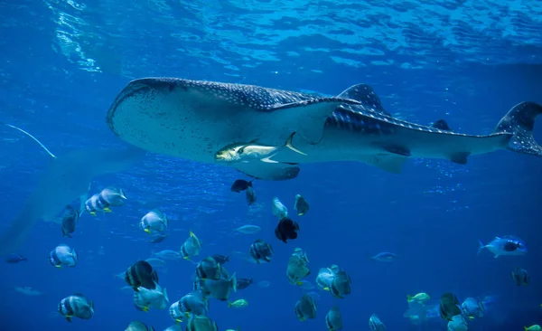 Tiburón ballena —  Fotos de Stock