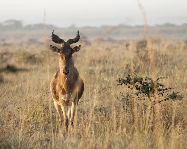 Hartebeest v Keni — Stock fotografie