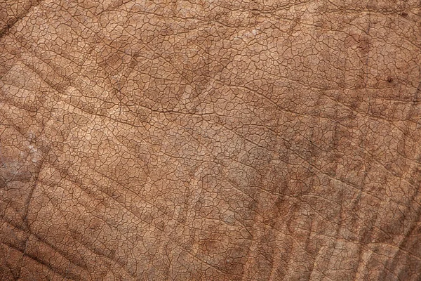 非洲大象皮肤图案全帧 — 图库照片