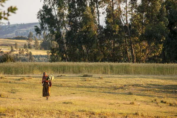 Oromia Ethiopia November 2014 Unidentified Ethiopian Woman Carries Banana Leaves — Stock Photo, Image