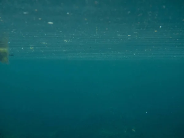 Underwater View Natural Environment Crystal River Citrus County Florida Usa — Stock Photo, Image