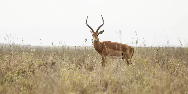 Impala och kenyansk landskap — Stockfoto