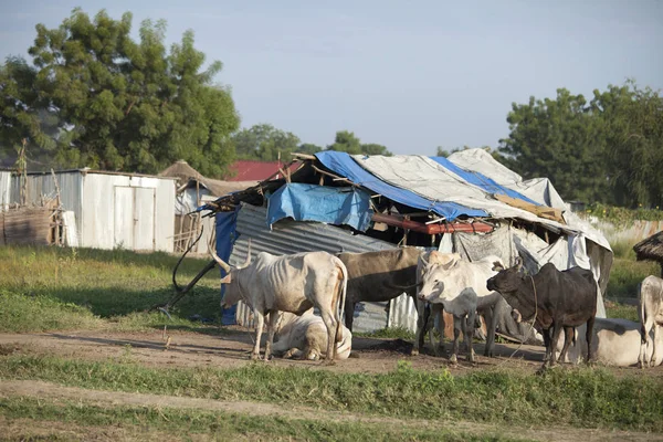 Güney Sudan'da baraka ve sığır — Stok fotoğraf