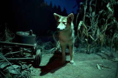 Gece mısır tarlalarından çıkan