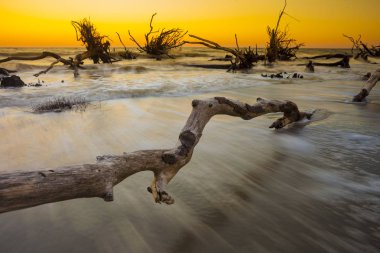Hunting Island State Park South Carolina, ABD'de gün batımında sel suyu ve ölü ağaçlar ile Manzara