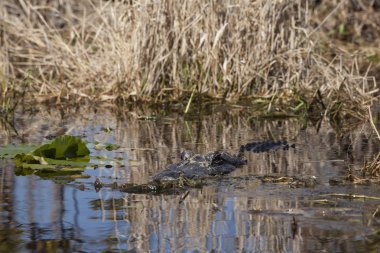 Crystal River doğal ortamda Amerikan timsahı, Narenciye County, Florida, Abd
