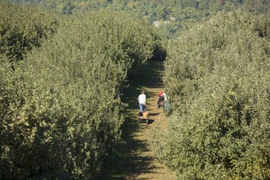 Insanlar Kuzey Carolina'da meyve bahçesinde elma toplama