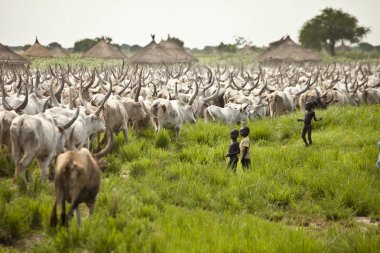 Güney Sudan sığır sürücü