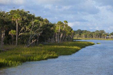 Güney Carolina'da deniz ormanı ve lagün 