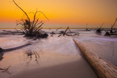 Hunting Island State Park South Carolina, ABD'de gün batımında sel suyu ve ölü ağaçlar ile Manzara