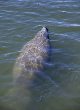 Crystal River doğal ortamda yüzen manatee, Narenciye County, Florida, Abd