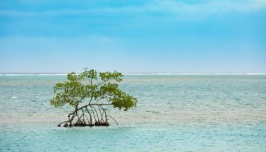 Honduras kıyılarında Karayip Denizi'nde büyüyen tek mangrov ağacı.