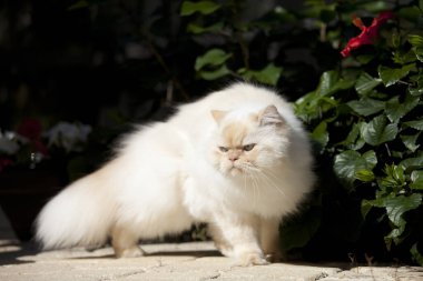Huysuz suratlı beyaz Himalaya kedisi