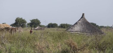 Sudan, Afrika çimenli alanda sazdan kulübe ile kırsal 