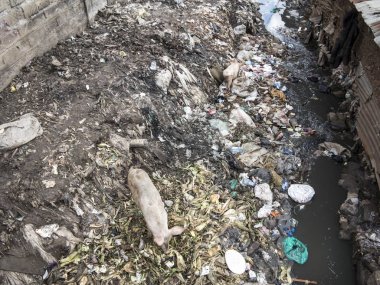 Afrika'da gecekondu kirlilik ve domuz büyük miktarda görünümü.